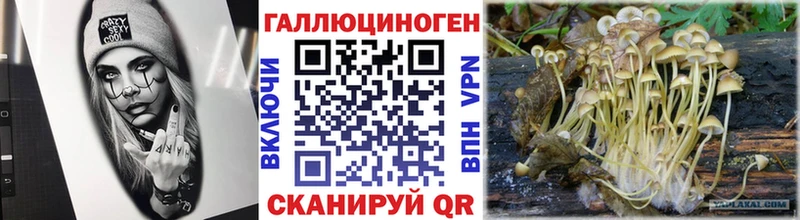 kraken tor  Курганинск  Псилоцибиновые грибы MAGIC MUSHROOMS  закладка 
